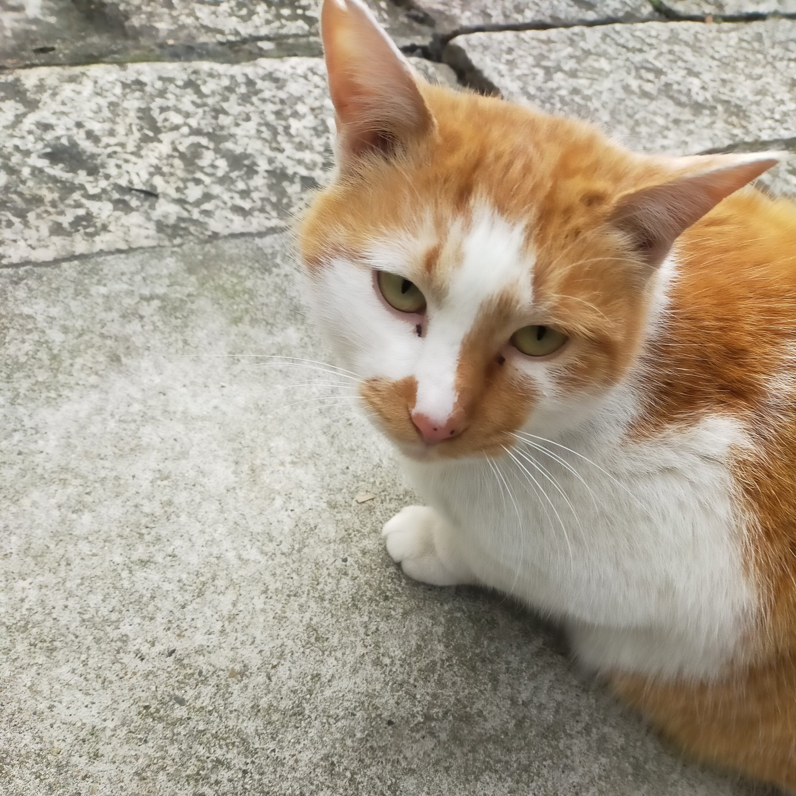 ちくわ
